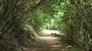 高崎山の自然の景色