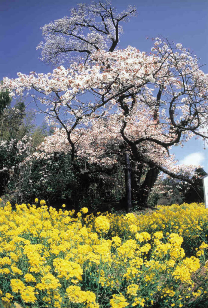 魚見桜（うおみざくら）の桜大木と手前に咲く菜の花イメージ