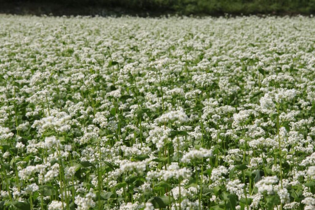豊後高田の畑一面に咲く白い蕎麦の花、手打ちそばの素材の源