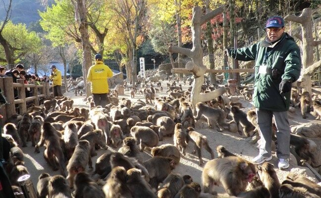 高崎山自然動物園の園内風景