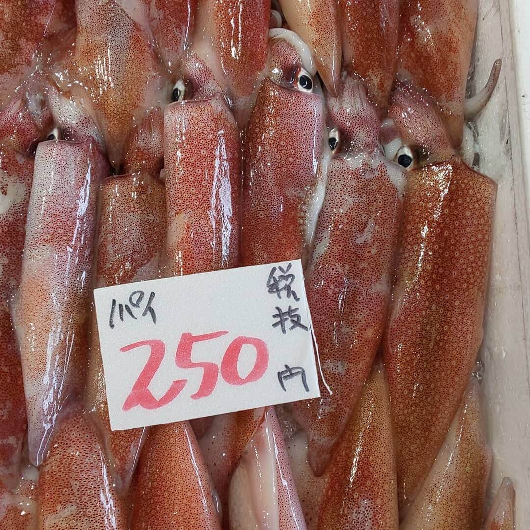 新鮮なイカ