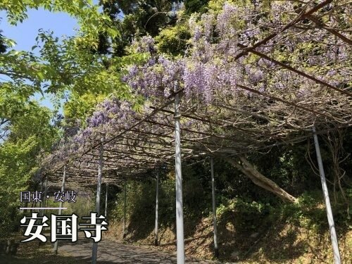 春の藤棚が参道を彩る安国寺