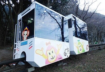 高崎山のニホンザル