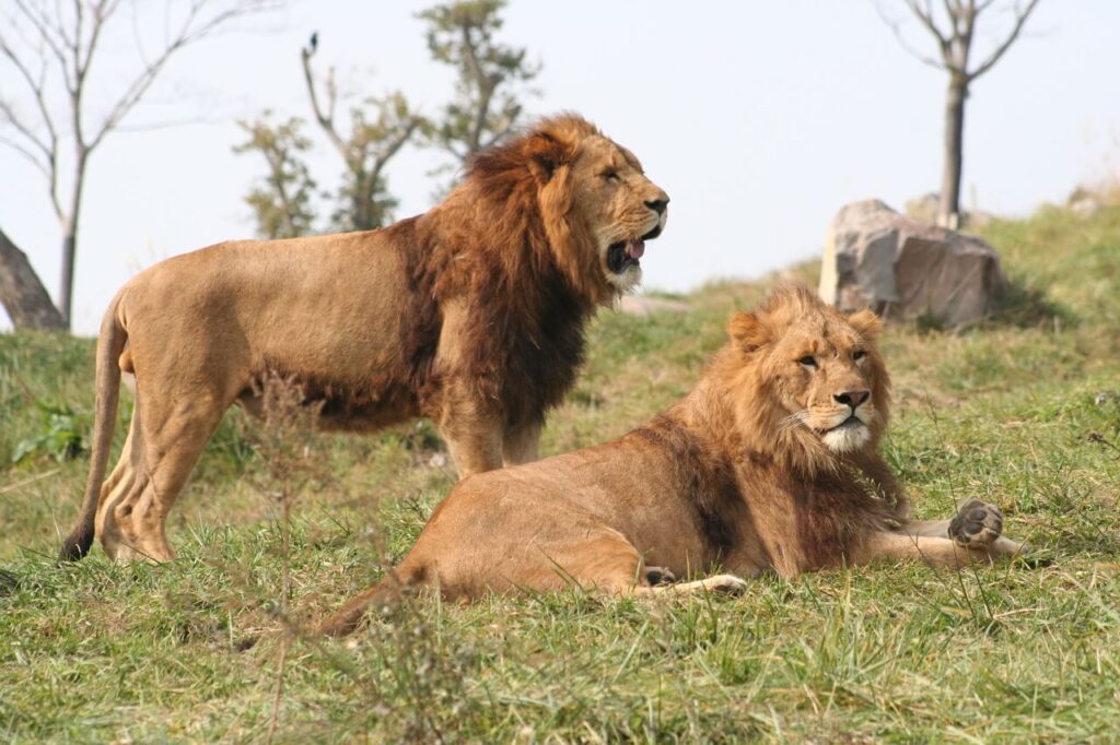 アフリカンサファリのライオン