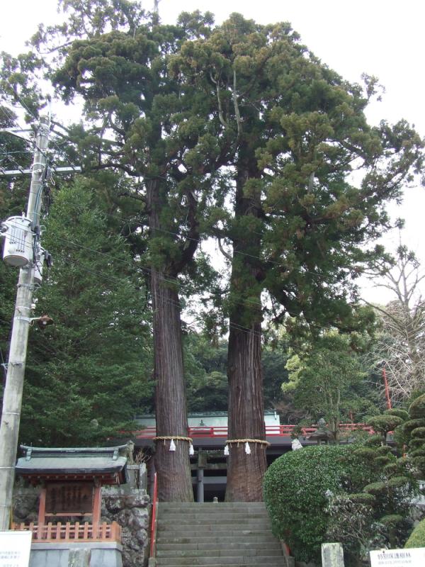 八幡朝見神社の境内に立つ夫婦杉の御神木