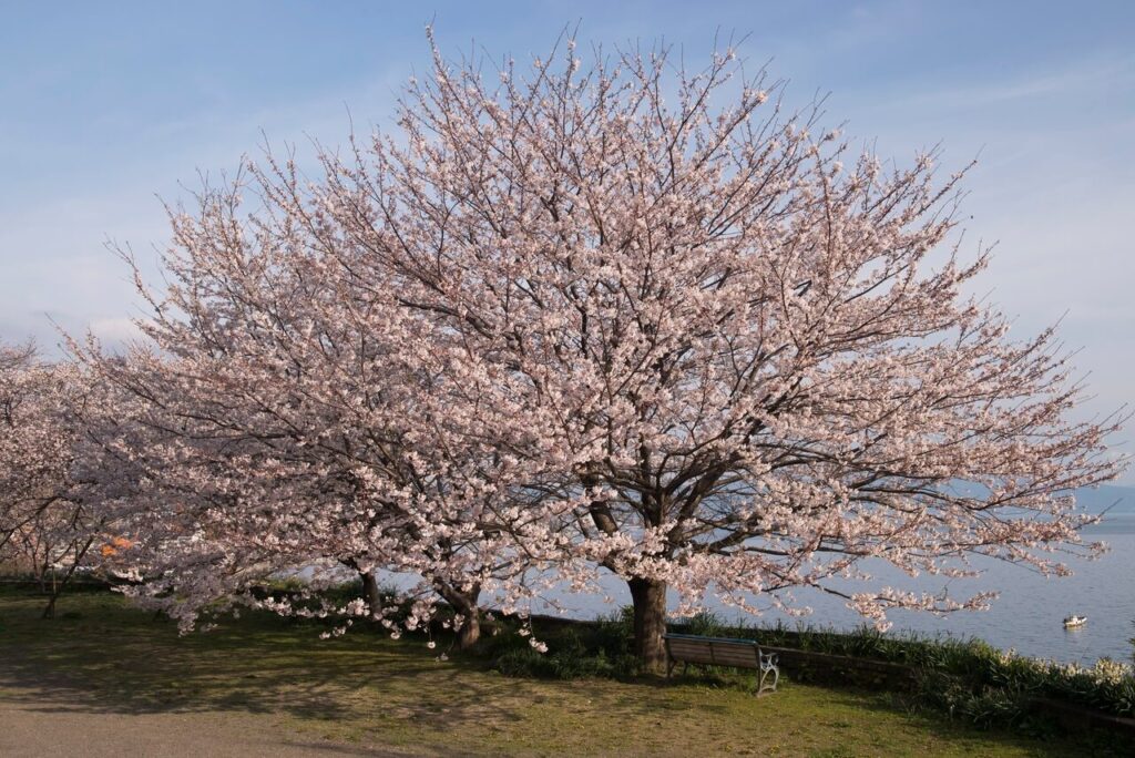 春の桜と別府湾の景色