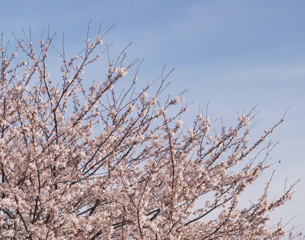 春の別府、晴れた青空を背景に下から見上げた満開の桜の花