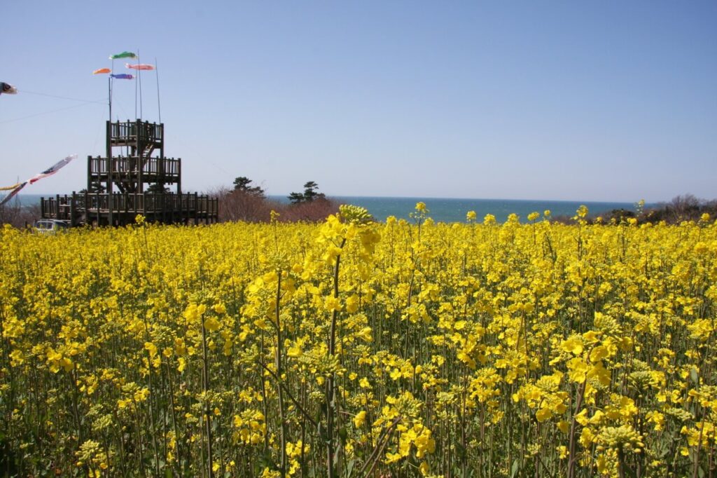 粟島公園に咲く菜の花奥に広がる海の景色。