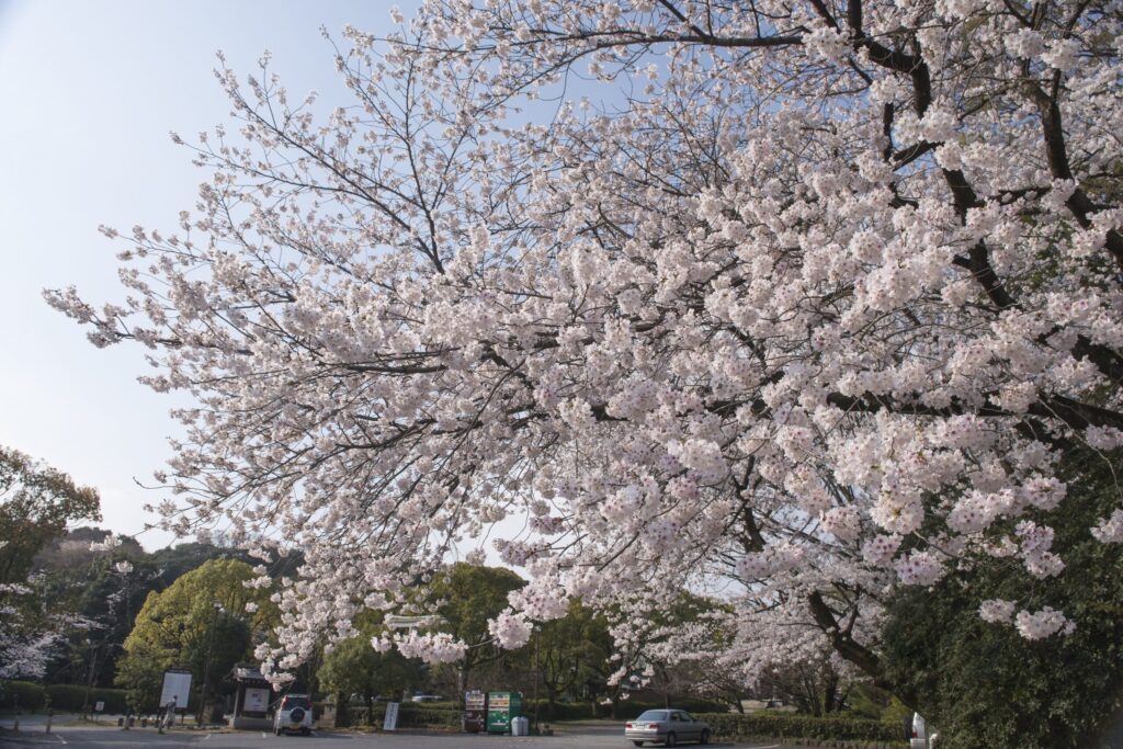 大分県大分市にある護国神社の境内をバックに満開の桜の木