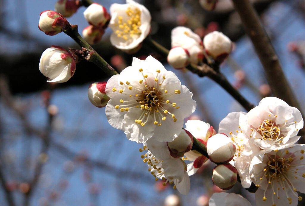 梅の花のアップ