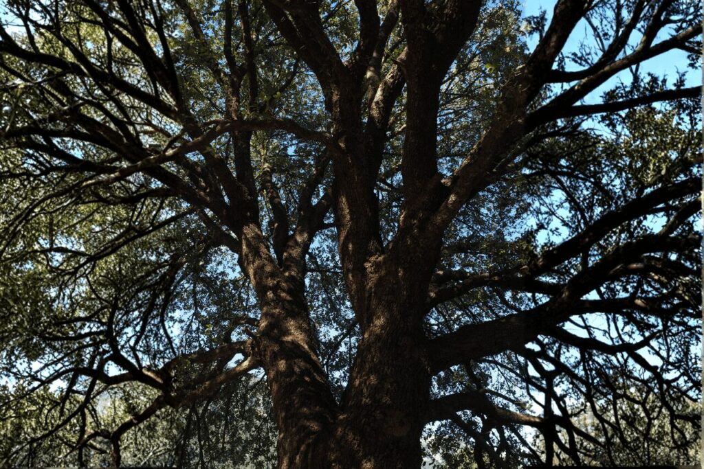 境内の楠のご神木のイメージ写真。力強く伸びる幹と緑の葉