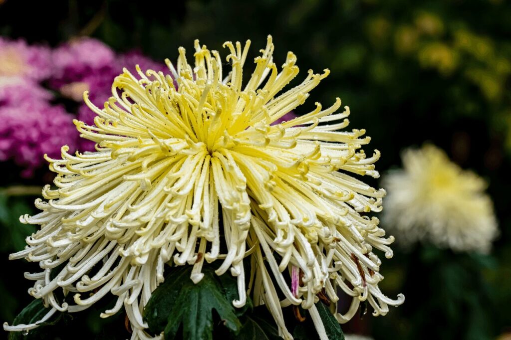 フリー素材の菊｜薦神社の秋の菊祭をイメージした色鮮やかな菊の花
