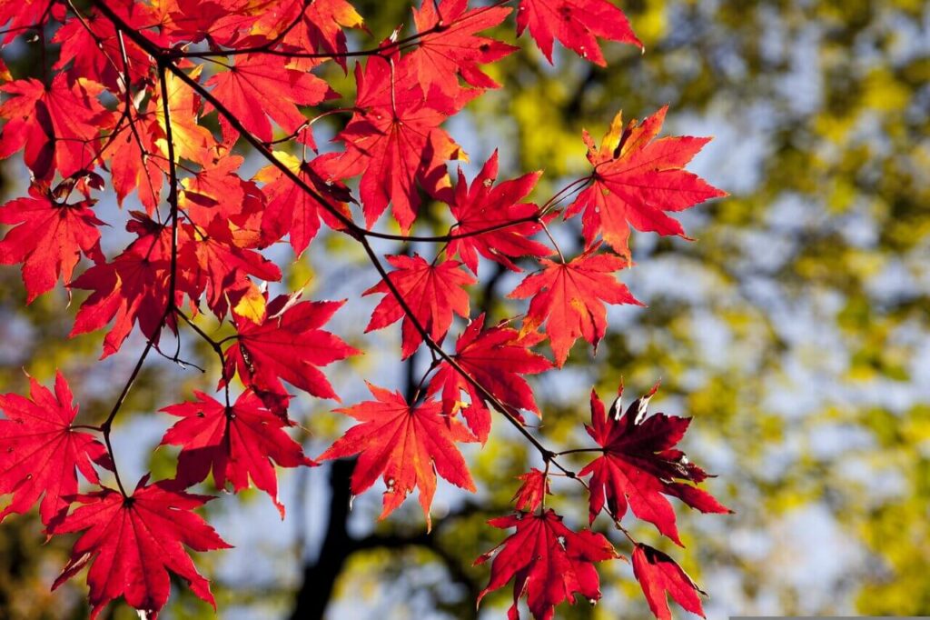 真っ赤に色づいた紅葉のアップ