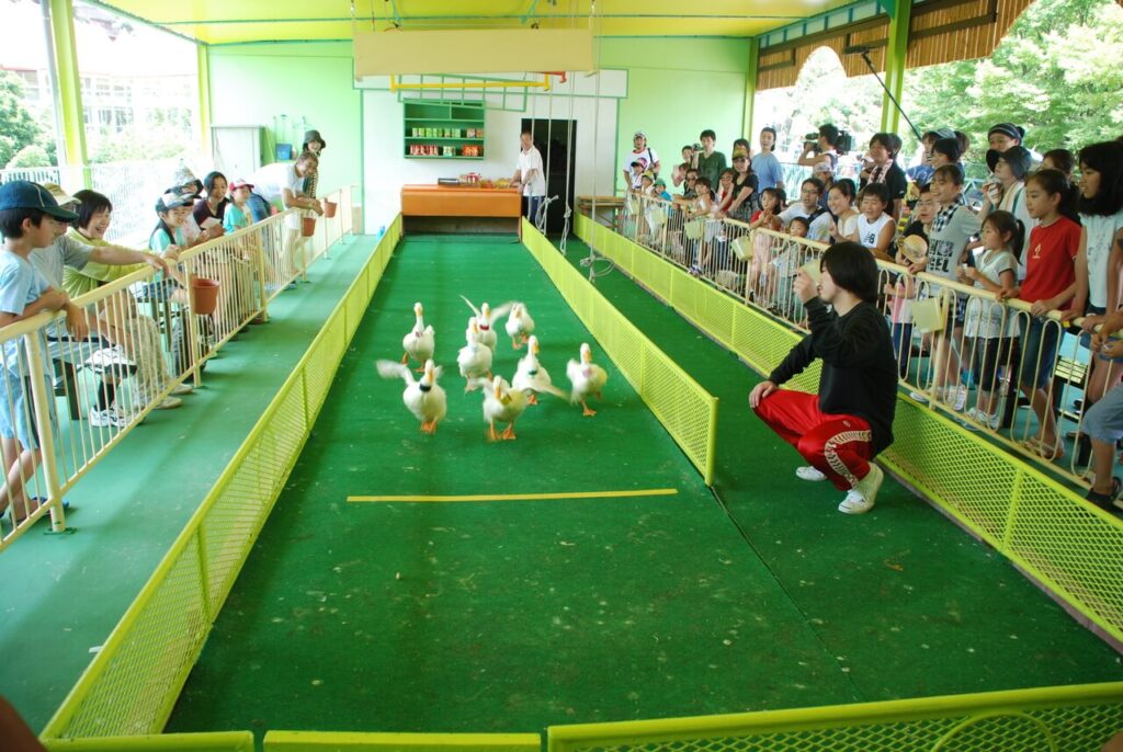 別府ラクテンチのアヒル競争、アヒルがコースを走る姿を来援客が見守る様子