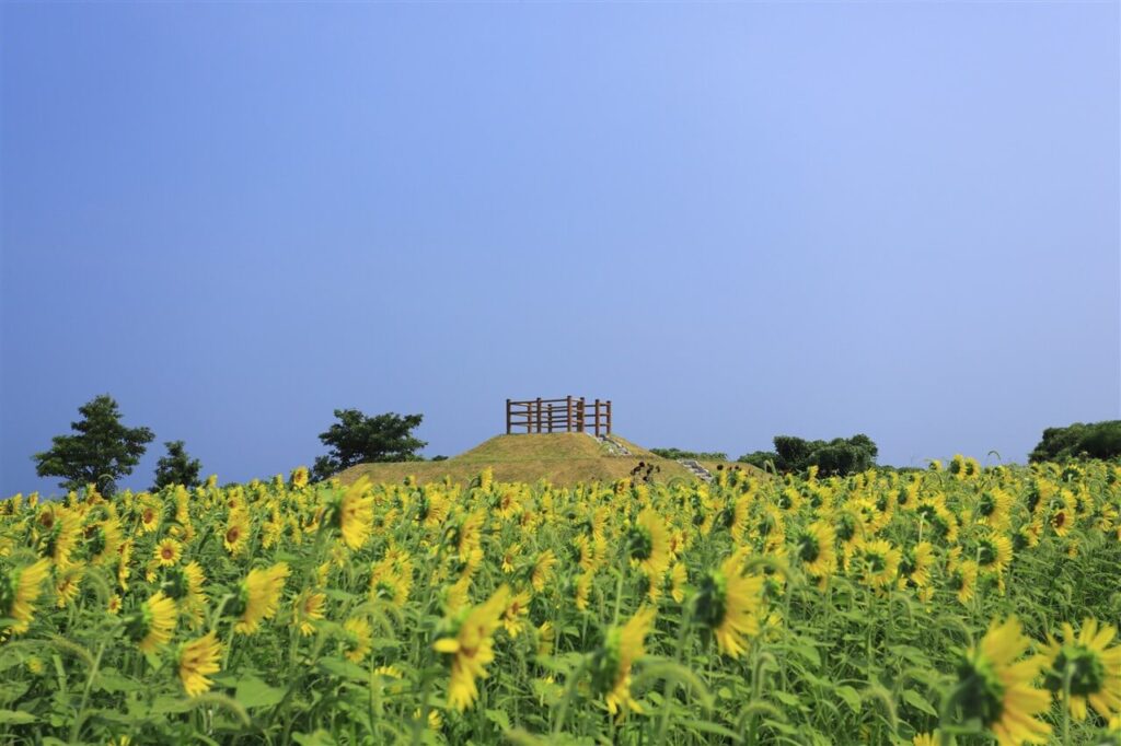 夏に訪れたい大分の穴場観光地、満開のひまわり畑と突き抜けるような夏の青空