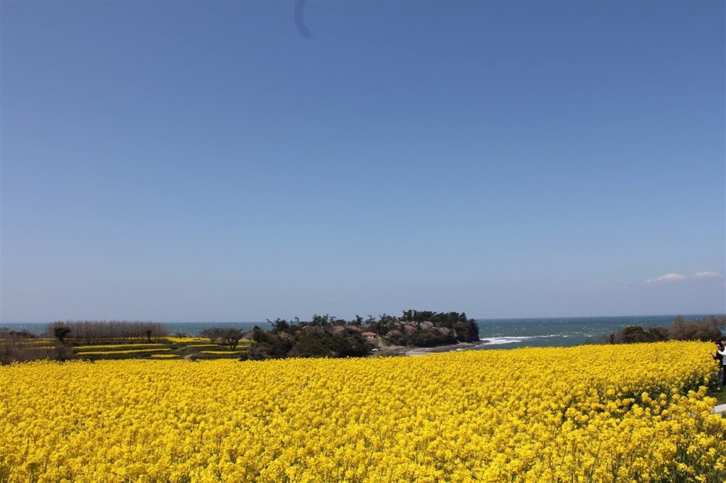 花やアウトドアが好きな方におすすめな、鮮やかな黄色い花畑と青い海・空が織りなす長崎鼻のパノラマ