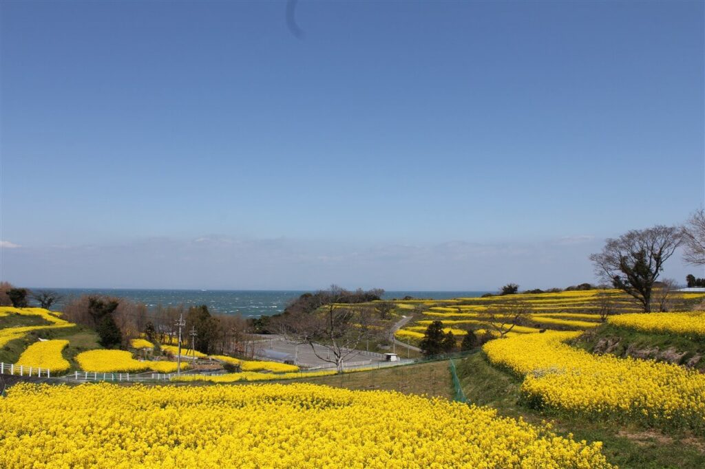 岬の段々畑に咲き誇る鮮やかな黄色の菜の花畑と、その向こうに広がる青い周防灘の海景色