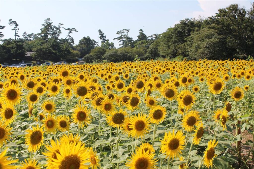 夏の先取りドライブにもおすすめな、青い海を背景に一面に広がる長崎鼻の満開のひまわり畑の絶景