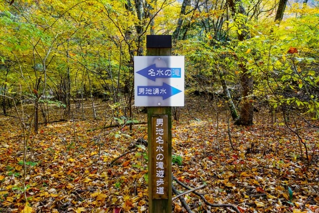 遊歩道のルート案内が書かれた、秋の静かな森の中に立つ「名水の滝・男池湧水」の木製案内看板