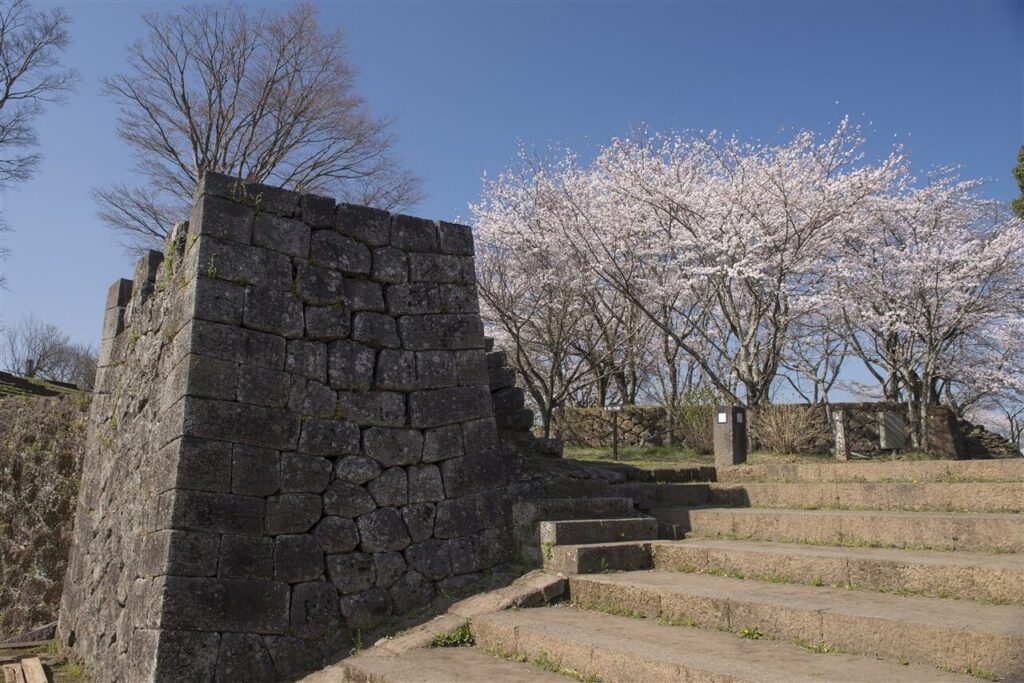 春の岡城桜まつりの時期に美しく咲き誇る、満開の桜と歴史的な石垣が重なる岡城跡の風景