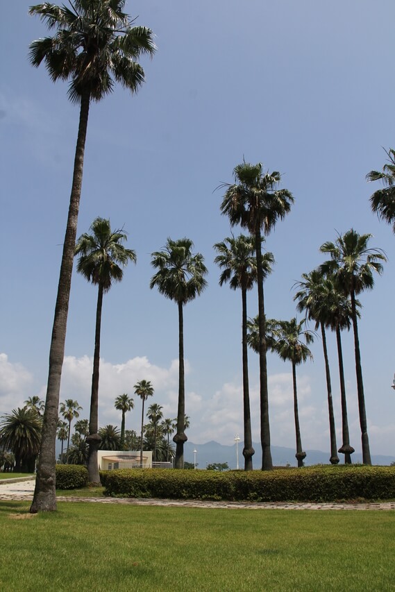 上人パーク内で並ぶヤシの木を下から見上げた南国風の風景と青空