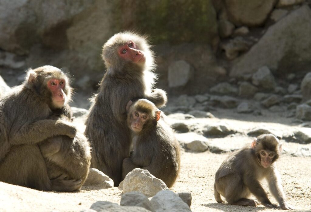 大分市・高崎山自然動物園のニホンザルの親子。自然の姿を間近で観察できる体験