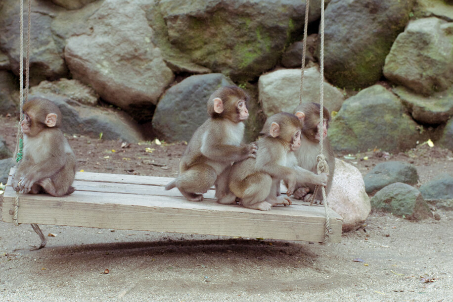 大分市・高崎山自然動物園でブランコに乗る元気な子ザルたち