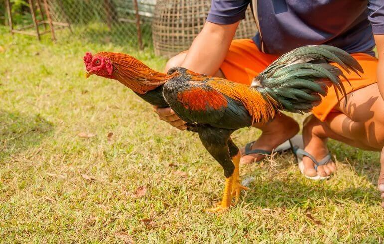 豊のしゃも（大分県豊後大野市のブランド地鶏）