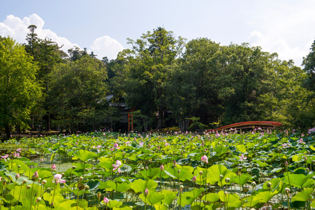 宇佐神宮 菱形池に咲き誇る蓮の花｜大分県宇佐市 夏の名所