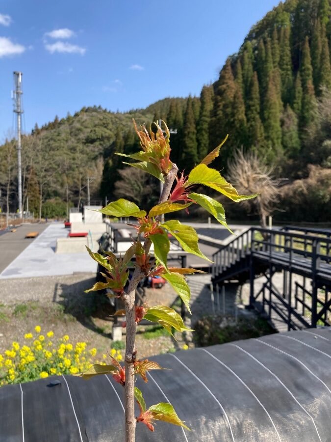 若葉をつけた河津桜の苗木越しに見えるRefine Skate Parkのコース全景。青空と山に囲まれた自然豊かなロケーション