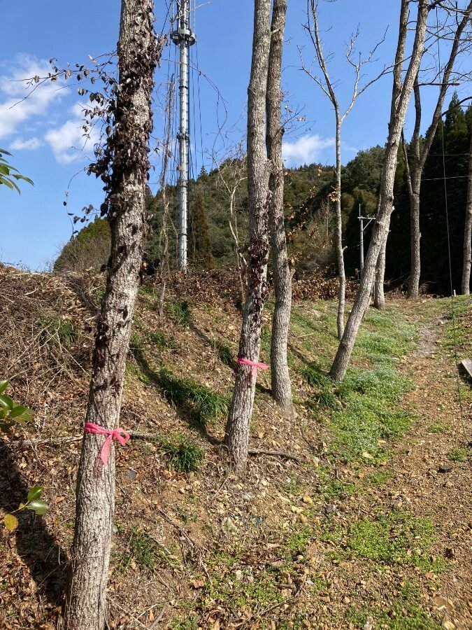 ピンクのテープで目印をつけた木々が並ぶ雑木林の小道。夏にはカブトムシやクワガタが集まる昆虫採集スポット