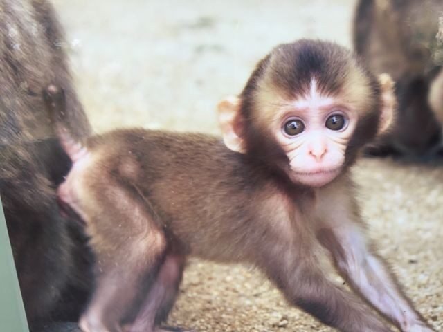 高崎山のサルの群れ