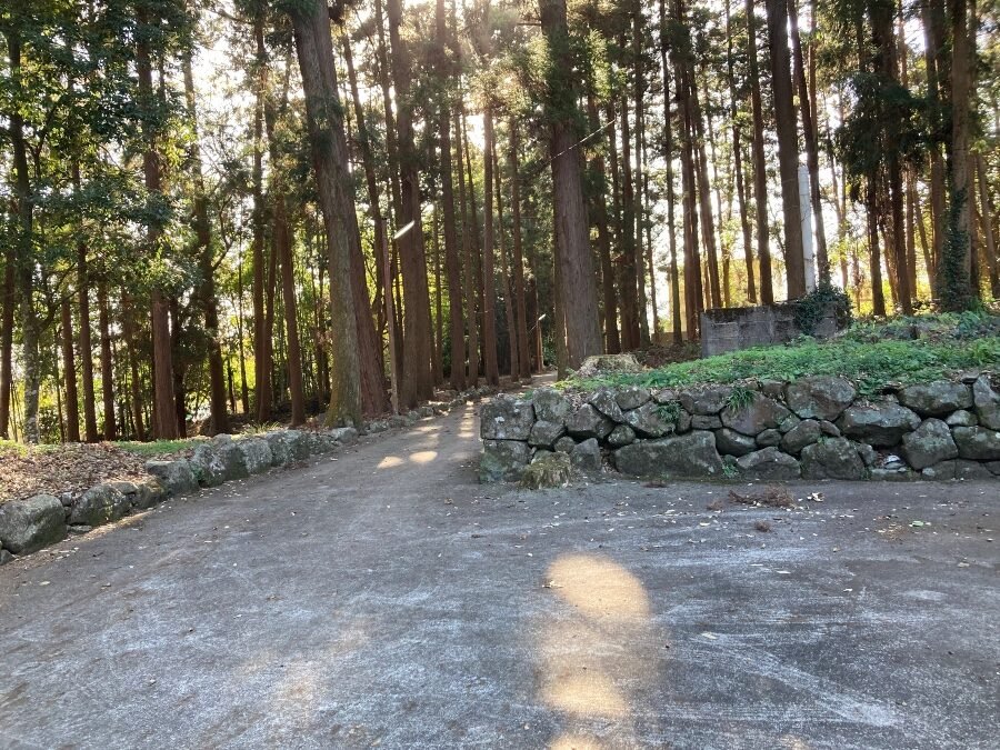 境内西側参道。魚見桜へ続く参道の樹木