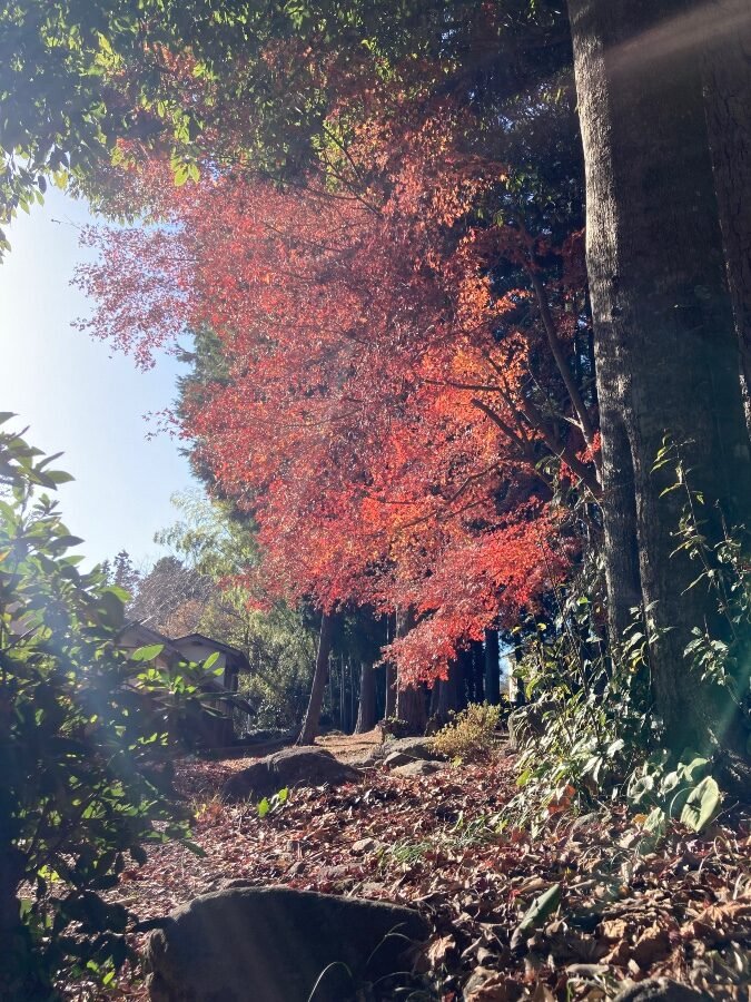 参道途中に広がる紅葉スポット。赤や黄色に色づいた木々