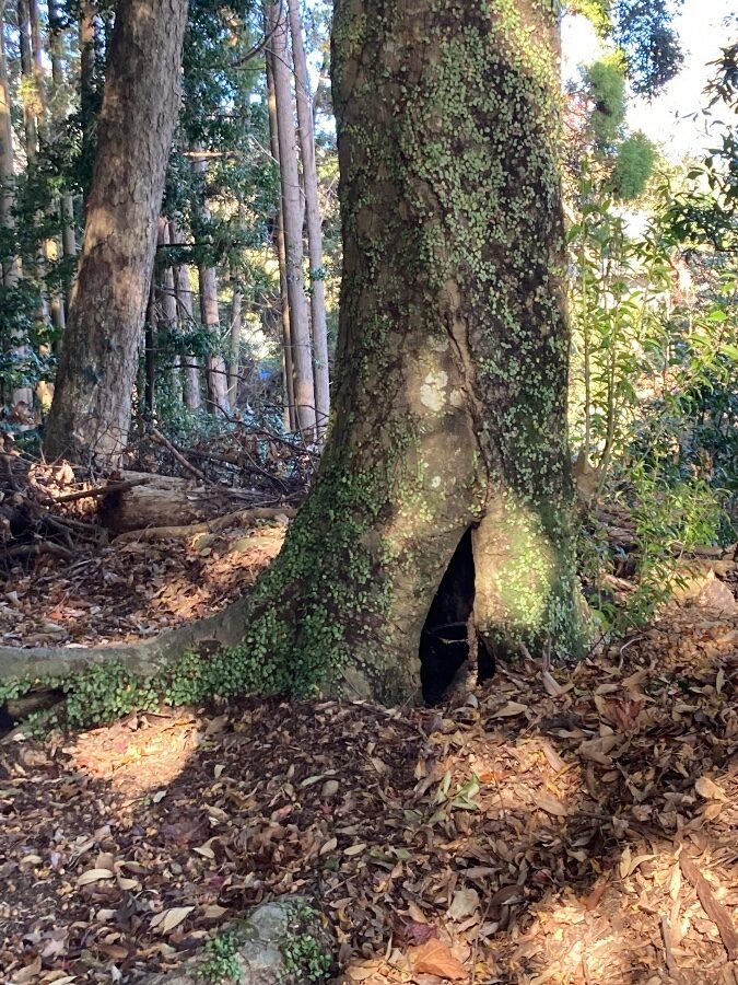 参道沿いに立つ神木にある洞。よく見ると生命の痕跡が感じられる