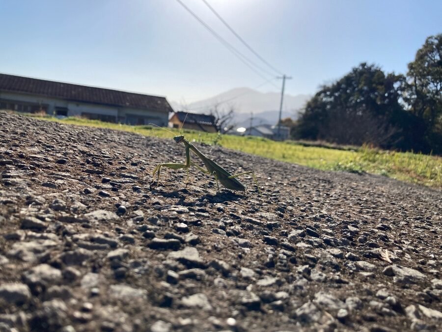 宮川のほとりで出会ったカマキリ。由布山と八津島神社のお社を背景に